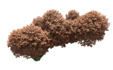 Green forest isolated on background. 3d rendering - illustration