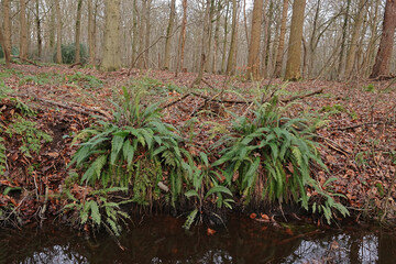 Closeup on the European evergreen, Hard fern, Blechnum spicant in a forest ditchside