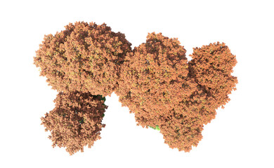 Green forest isolated on background. 3d rendering - illustration