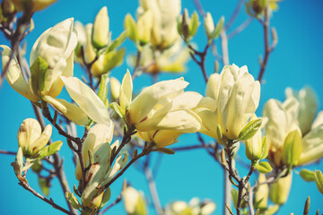 Blooming white magnolia flowers against the blue sky. Spring. Natural vintage floral background