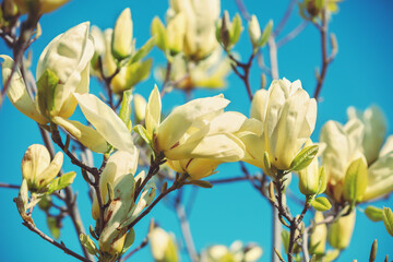 Obraz premium Blooming white magnolia flowers against the blue sky. Spring. Natural vintage floral background
