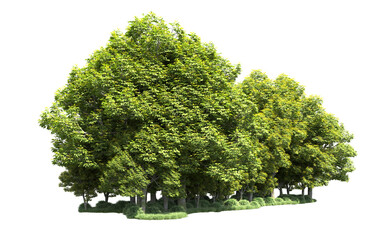 Green forest isolated on background. 3d rendering - illustration