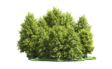 Green forest isolated on background. 3d rendering - illustration