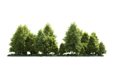 Obraz premium Green forest isolated on background. 3d rendering - illustration