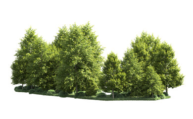 Green forest isolated on background. 3d rendering - illustration