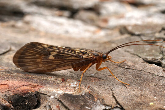 Closeup on an Austrian caddisfly , Potamophylax sitting on wood