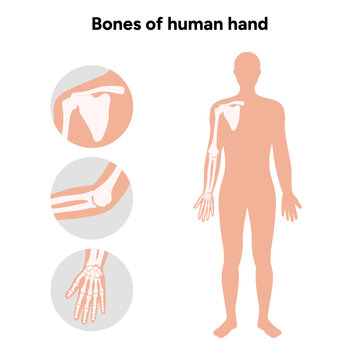 Diagram showing shoulder bone bones of human hand