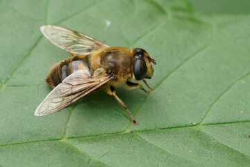 Closeup on a Common drone fly, Eristalis tenax in the garden sitting on a green nettle leaf