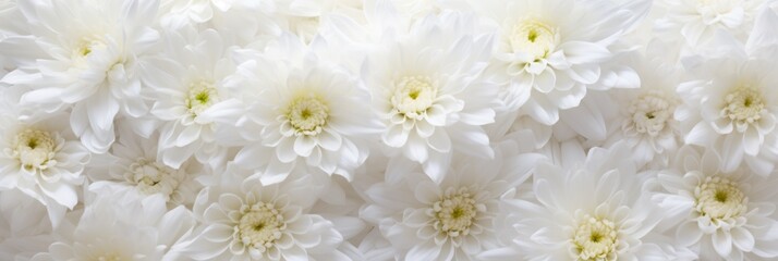 colorful background of white chrysanthemums
