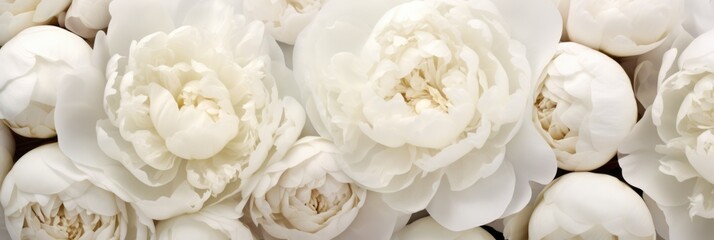 Obraz na płótnie Canvas close up of white flower