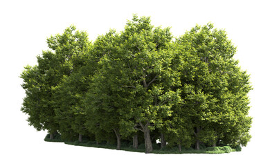 Fototapeta premium Green forest isolated on background. 3d rendering - illustration
