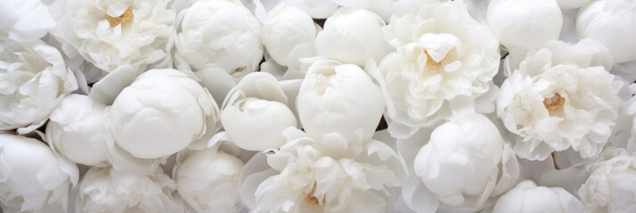 colorful background of white peonies close up - obrazy, fototapety, plakaty