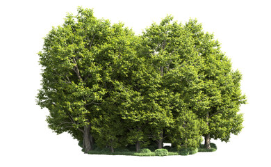 Fototapeta premium Green forest isolated on background. 3d rendering - illustration