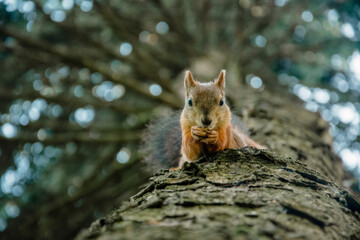 A squirrel on a tree trunk eats a nut.