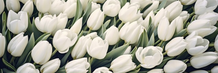 tulips on white background