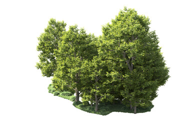Fototapeta premium Green forest isolated on background. 3d rendering - illustration