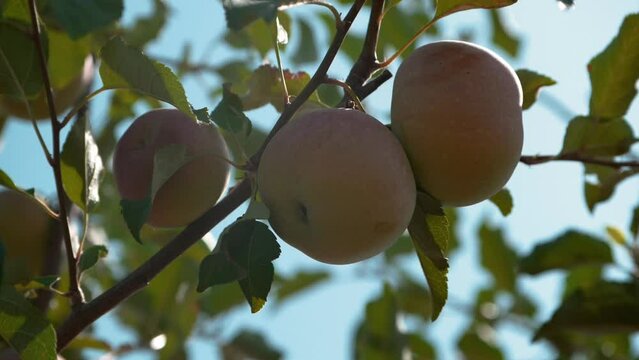 This stock video shows juicy, ripe, pink, large apples on the branches of an apple tree on a sunny summer day. This video will decorate your projects related to nature, apple harvest, gardening.