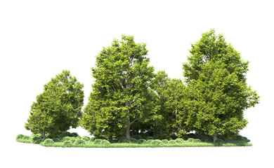 Green forest isolated on background. 3d rendering - illustration