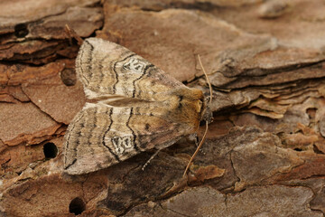 Natural closeup on the figure of eighty owlet moth, , Tethea ocularis sitting on wood