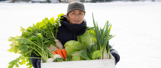 越冬野菜を持つ日本人女性、雪下野菜、農業