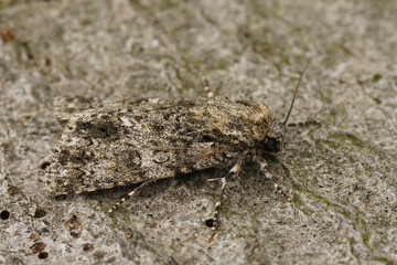 Closeup on a poplar grey moth, Subacronicta megacephala, on a rough wooden surface