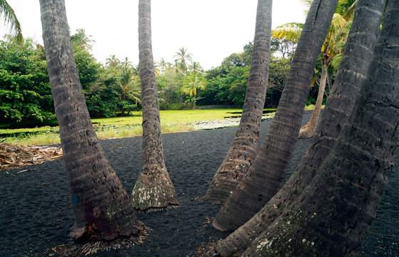 Palm tree in Black Sand, Kona, Kailua, Big Island, Hawaii, United States