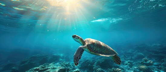 Underwater photography of a swimming turtle and marine life in a blue seascape.