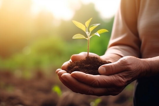 Hands holding young plant in sunshine and green background at sunset. Environment conservation, reforestation, climate change. Generative AI.