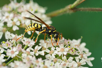 Closeup on a French yellow and black paperwasp, Polistes dominula feeding on a white flower