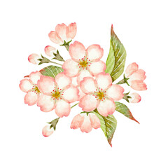 山桜 桜　挿絵　水彩 イラスト
