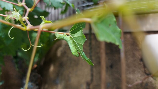 ulat or caterpillars on green leaves in the garden