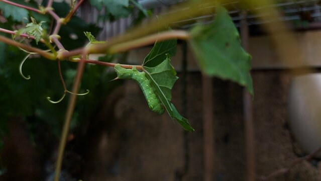 ulat or caterpillars on green leaves in the garden