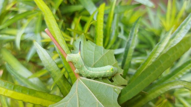 ulat or caterpillars on green leaves in the garden