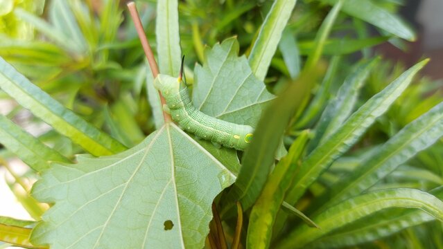 ulat or caterpillars on green leaves in the garden