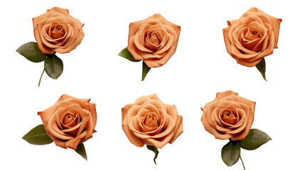 Isolated Floral Beauty: Brown Roses, Buds, and Leaves - Transparent Background for Perfume, Essential Oil, and Stylish Garden Designs