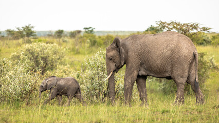 Fototapeta premium Elephant ( Loxodonta Africana) mother with calf, Olare Motorogi Conservancy, Kenya.