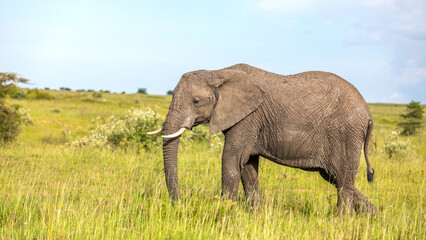 Naklejka na ściany i meble Elephant ( Loxodonta Africana), Olare Motorogi Conservancy, Kenya.