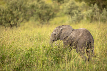 Elephant calf ( Loxodonta Africana), Olare Motorogi Conservancy, Kenya.