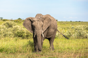 Fototapeta na wymiar Elephant ( Loxodonta Africana), Olare Motorogi Conservancy, Kenya.