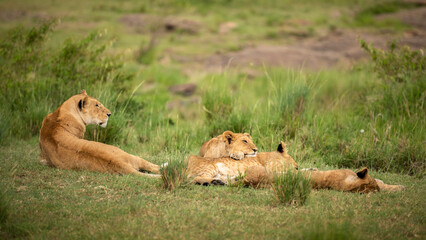 Lion pride ( Panthera Leo Leo) resting, Olare Motorogi Conservancy, Kenya.