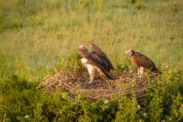 The lappet-faced vulture or Nubian vulture (Torgos tracheliotos) sitting on a nest, Masai Mara National Reserve, Kenya.