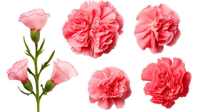 Exquisite Carnation Collection: Beautiful Flowers, Buds, and Leaves Isolated on Transparent Background - Ideal for Perfume, Essential Oil, and Garden Designs - Top View Flat Lay PNG Digital Art 3D