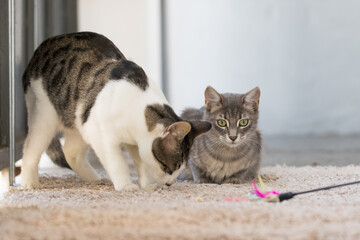 Cute hunting playing Cat with feather yarn wand toy indoor