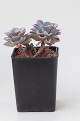 Succulent Echeveria Orpet houseplant flower rosette in black plastic pot on white background