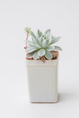 Succulent Echeveria Royal Chrysanthemum Variegated in white plastic pot on white background