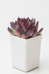 Red and green color Echeveria Puli-lindsayana flower in white plastic pot on white background, natural rosette top view