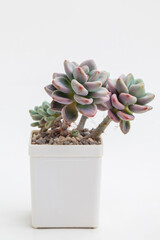 Rosette of Echeveria Avocado Cream houseplant in white plastic pot