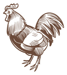 Rooster sketch. Chicken drawing. Farm poultry engraving