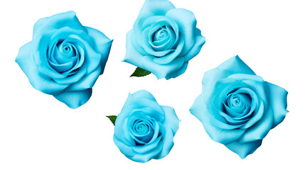 Beautiful Cyan Roses and Flowers Collection - Isolated on Transparent Background for Perfume, Essential Oil, and Garden Designs in Stunning 3D Digital Art