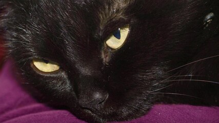black cat close-up cat big eyes